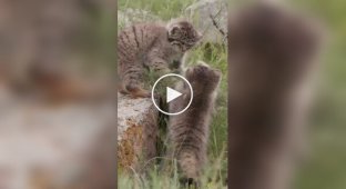 Pallas's first hunt