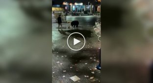 Meeting with a bear with an unexpected ending