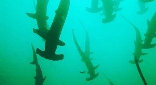 Дайвер стал свидетелем подводного шоу, в котором приняли участие 200 акул-молотов (3 фото + 1 видео)