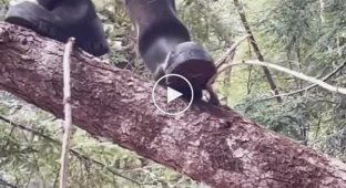 Climbing a tree, he definitely wasn't a cat in a past life