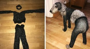 Девушка заказала в интернет-магазине сетчатый костюм своего размера, но он подошёл только её собаке (5 фото)