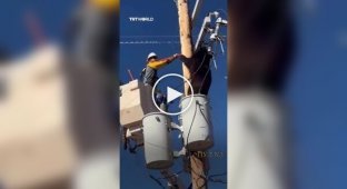 В Аризоне мужчина помог медведю спуститься со столба ЛЭП