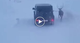Женщина выгуливала своего оленя, находясь за рулем автомобиля