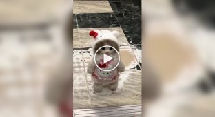 Soft toys that are very similar on real cats