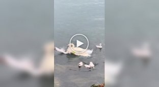 Самка лебедя едва не утопила чайку