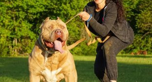 American Bully: A Banned and Unpredictable Breed (9 photos)