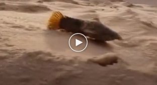 Панцирная рыба на песке добирается к воде