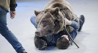 Уборщика в московском цирке задрал медведь (5 фото)