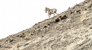 В поисках тибетского аргали: путешествие по невероятному Ладакху (9 фото)