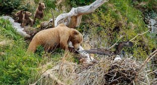 Голодная медведица совершает набег на орлиное гнездо (3 фото)