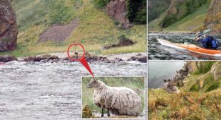 A sheep survives for two years on an isolated beach in Scotland (4 photos)