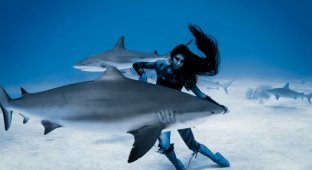 Смертельный танец модели с тигровыми акулами (13 фото)