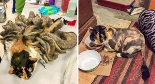 Animals that needed human help: before and after (14 photos)