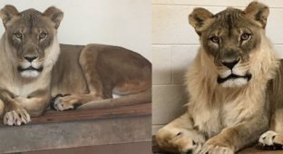 Veterinarians are at a loss: a lioness in a zoo has grown a beard (4 photos)