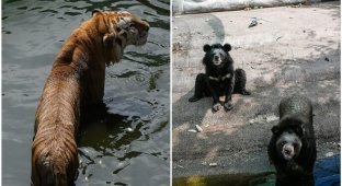 Посетителей шокировал зоопарк Самутпракан в Таиланде (17 фото)