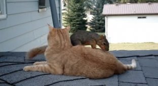 The cat who found an unusual friend (3 photos + 1 video)