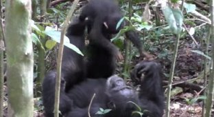 Шимпанзе играет с детенышем совсем как человек! (4 фото + 1 видео)