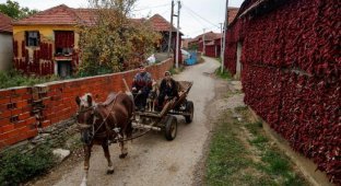 Деревня Donja Lakosnica - сербская «столица паприки» (16 фото)