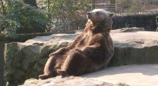 Расслабленный медведь в центре битвы фотошоперов (17 фото)