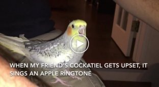 A parrot has learned to imitate a popular ringtone and now hums it when it's sad