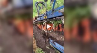 How carrot harvesting occurs in a field