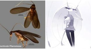 Scientists named a new species of cockroaches in honor of Pokemon (2 photos)