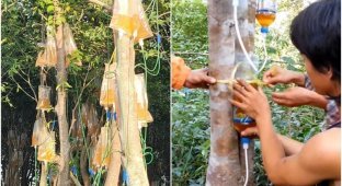 In Asia, trees are hung with droppers (4 photos + 1 video)