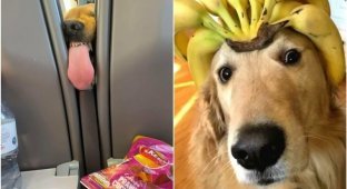 30 freaky dogs whose behavior defies explanation (31 photos)