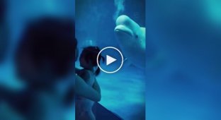 When a beluga whale is bored in an aquarium