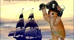 Коты-Пираты Карибского моря (25 фото)