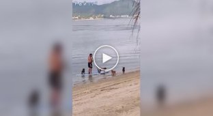 Dog taxi in Brazilian style