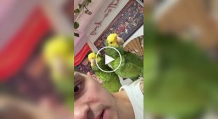 Попугаи поют песню Рианны и Эминема