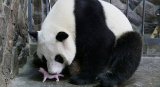 Почему новорожденные панды настолько крошечные? (6 фото)