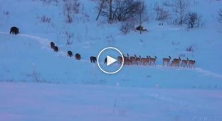 Wild pigs and deer escorted each other in front of a tourist