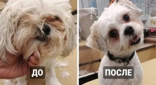 17 dogs that have changed after a haircut (18 photos)