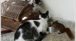 Коты и белка (10 фото)