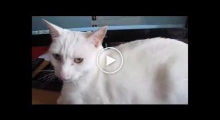 Кот не разрешает хозяину работать на компьютере