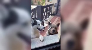 Собаки и их новые друзья