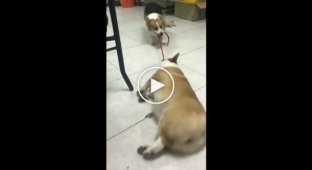 Пёс тащит свою ленивую подругу на прогулку