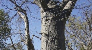 Расслабляющее дерево (4 фото)