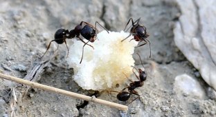 Как избавиться от муравьев? (3 фото)
