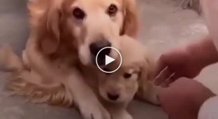 The dog went outside with the puppy, but did not allow anyone to touch him