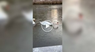 A swan father makes a path through the ice for his family