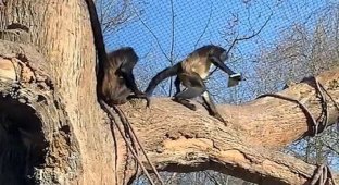 Обезьяна оставила посетителя зоопарка без айфона (7 фото + 1 видео)