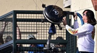 Рой пчел остановил теннисный турнир в Индиан-Уээлисе: Карлос Алькарас бежал с корта (2 фото + видео)