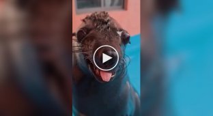 Мужчина погладил морского льва против шерсти