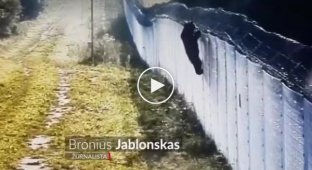The bear tried to climb over the barbed wire fence on the border of Lithuania and Belarus