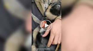 Кумедна реакція сплячого пса на сардельку