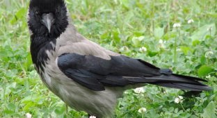 Interesting facts about the hooded crow (13 photos + 2 videos)