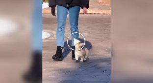 A puppy follows its owner